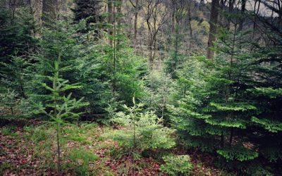 Douglas fir, silver fir and oak in Staufen Forest2 (L.Vitkova).jpeg